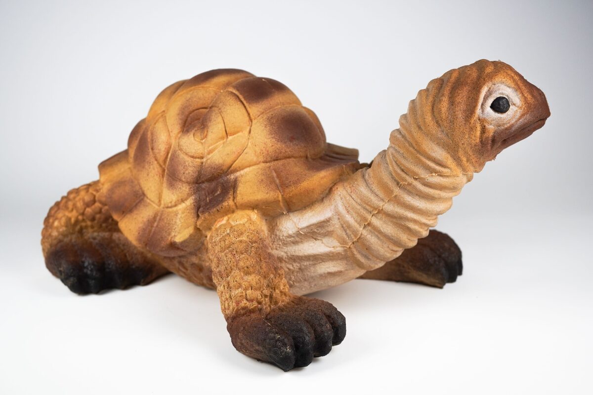 Schildkröte